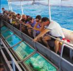 Cairns Reef Cruises Activity • Sunlover Cruises