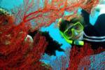 Cairns Reef Cruises Activity • Sunlover Cruises